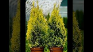 Виды и сорта туи. Какую посадить у себя в саду ?