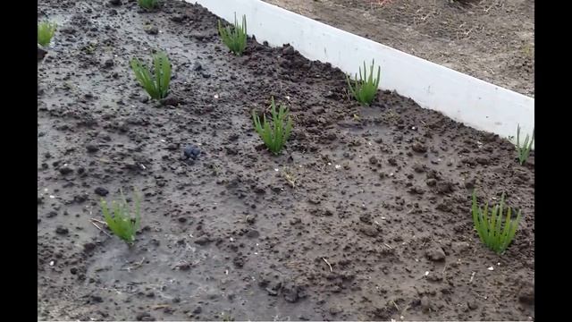 Посадка крупного сорта лука -Шалот смотреть онлайн