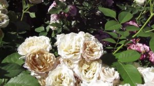 Мой Розовый Сад 2022г.Японские розочки Аои , Сола ,Йоли цветение в начале июля.