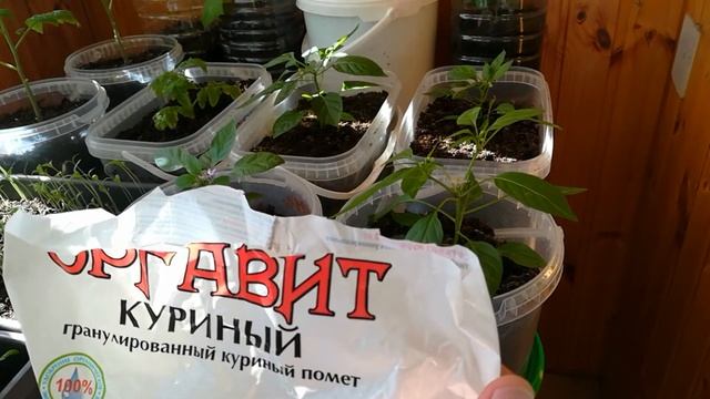 Перцы на балконе.Первое цветение смотреть онлайн