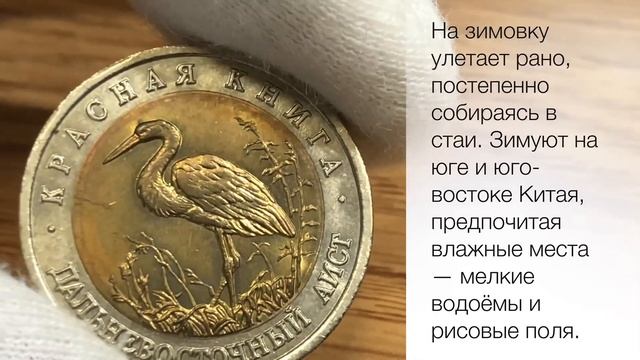 Дальневосточный Аист: монета 50 рублей 1993 года смотреть онлайн
