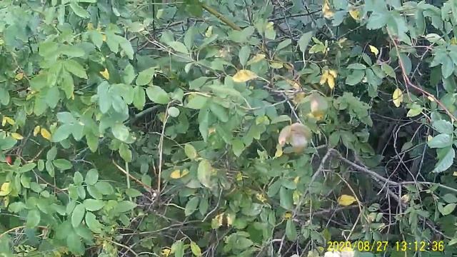 Сбор ШИПОВНИКА для сушки на зиму. смотреть онлайн