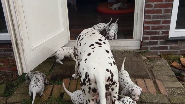 14 Dalmatian puppies first time outdoor смотреть онлайн