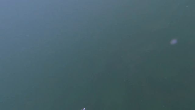 Как правильно Ловить лещей в Ангаре Подводная охота - рыбалка на огромных лещей смотреть онлайн
