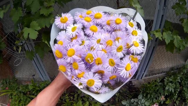 Красивый букет из альпийской астры (цветки фиолетового цвета) смотреть онлайн