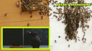 Лучший противороевой приём в пчеловодстве. Много открытого расплода.