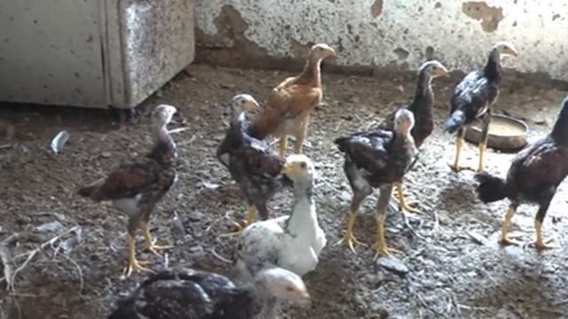 Бойцовые куры Шамо. Fighting chickens Shamo. смотреть онлайн