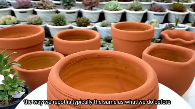 Planting-Repotting Succulents in Clay Pots | The best pot para sa Succulents 다육식물 多肉植物 | Suculentas смотреть онлайн