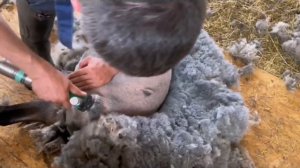 МАШИНКА ДЛЯ СТРИЖКИ ОВЕЦ / БАРАНОВ TAKUMI ST-1000 + НОЖЕВАЯ ПАРА TAKUMI