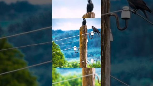 почему птиц не бьют током когда они сидят на проводах????#интересныефакты #факты #shorts смотреть онлайн