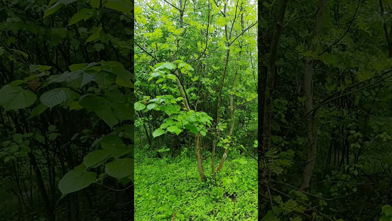 A breath of Spring freshness After the Rain смотреть онлайн