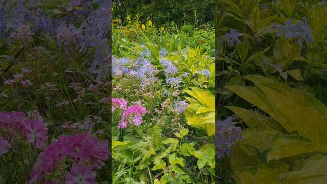 Природа, весна. Иду и снимаю всё подряд. День 11 мая 2024 года.