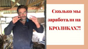 Сколько можно заработать на КРОЛИКАХ