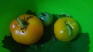 червяк Гадя