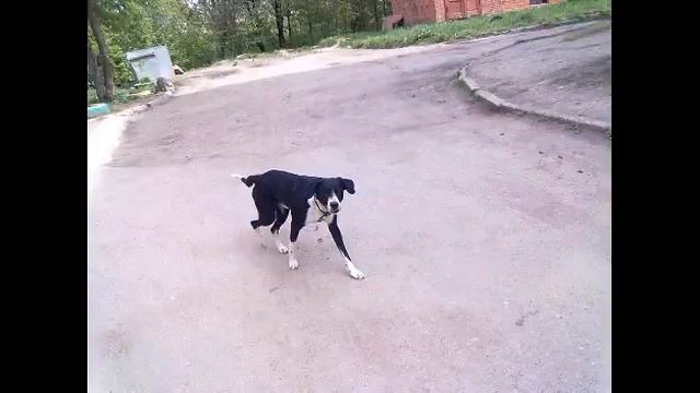 В поисках Йети 3 смотреть онлайн