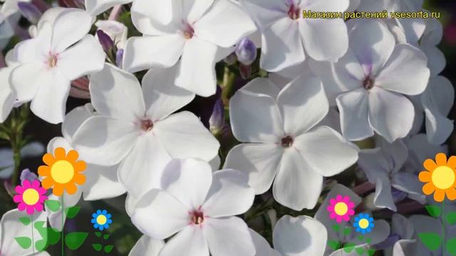 Флокс метельчатый Жуковский. Краткий обзор, описание характеристик phlox paniculata Zhukovskii смотреть онлайн