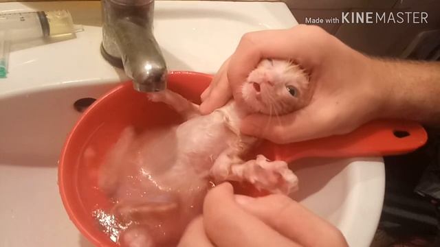 А вы знаете ,КАК КУПАТЬ КОТЕНКА ? Моё рыжее чудо?the kitten bathes смотреть онлайн