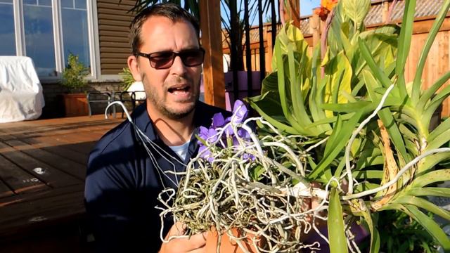Vanda Flowers and Care Update! смотреть онлайн