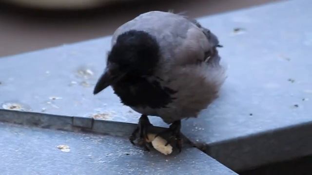 Вы только посмотрите, как ворона ест... смотреть онлайн