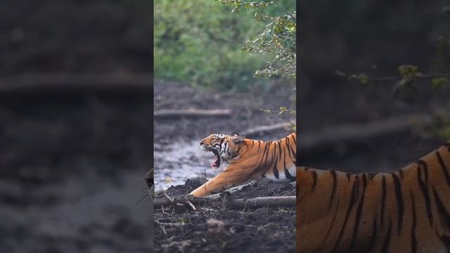 Тигр/Тигры/Тигры амурские/Жизнь с хищниками/Tiger /Tigers/Amur Tigers/Life with predators смотреть онлайн