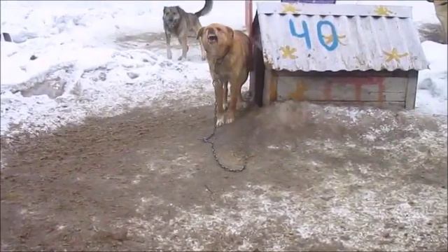 Левайс на охрану 6.03.19 смотреть онлайн