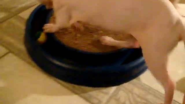 Bambino Sphynx Kittens Playing смотреть онлайн