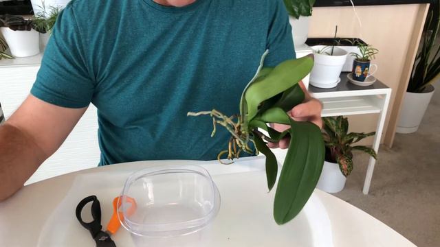 HOW TO REPOT ORCHIDS INTO LECA: A how to guide смотреть онлайн