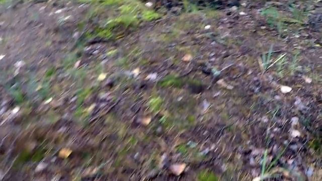 белые грибы у себя на участке выращиваем