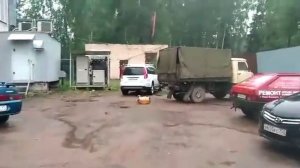 Собака играла с баллоном пива