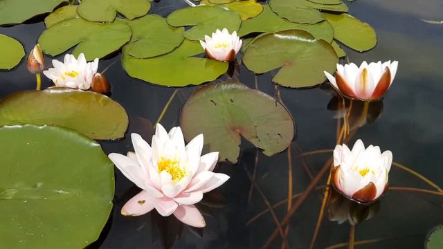 Нимфея Marliacia Carnea (nymphaea Marliacia Carnea) смотреть онлайн