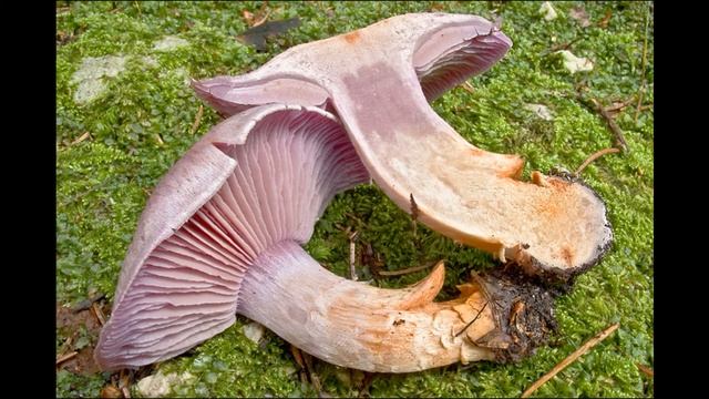 Cortinarius camphoratus смотреть онлайн