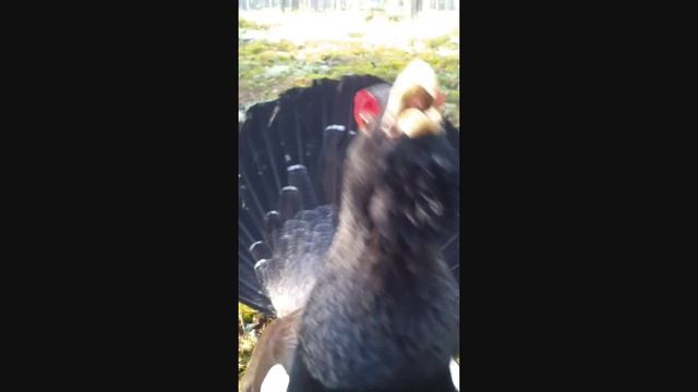 Spelgalen Tjädertupp #2.mp4