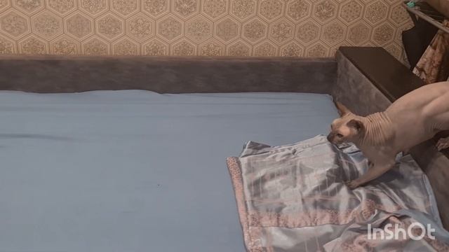 Пара Канадских сфинксов #сфинкс #сфинксы #канадскийсфинкс #лысыйкот