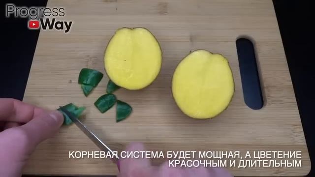 Сразу зацвел! 3 листика и пышное цветение обеспечено! +13 Простых Подкормок смотреть онлайн