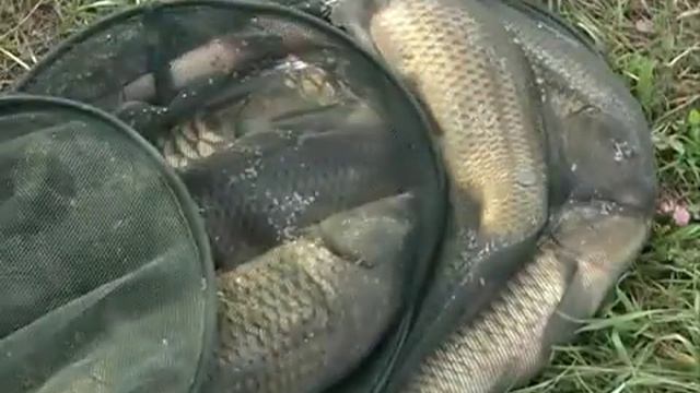 Рыбак Рыбаку 461 Ловля карпа в сентябре. смотреть онлайн