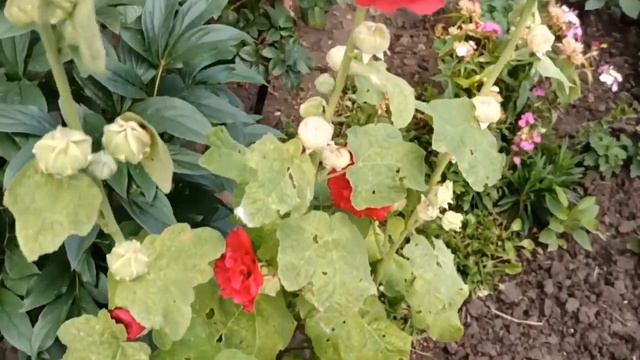 Цветы в конце июля возле многоэтажек/Ростов, Левенцовка/Flowers near residential high-rise building смотреть онлайн