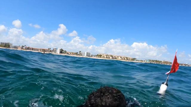 Florida man gets stung by Portuguese Man O’ War смотреть онлайн