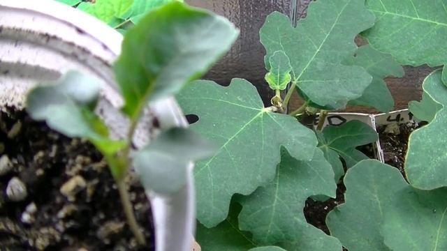 Seedlings of Pepino Melon, Tree Kale, and Jiaogulan смотреть онлайн