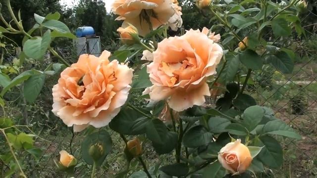 Жуки съедают розы ! Нашла средство,которое им не нравится ! смотреть онлайн