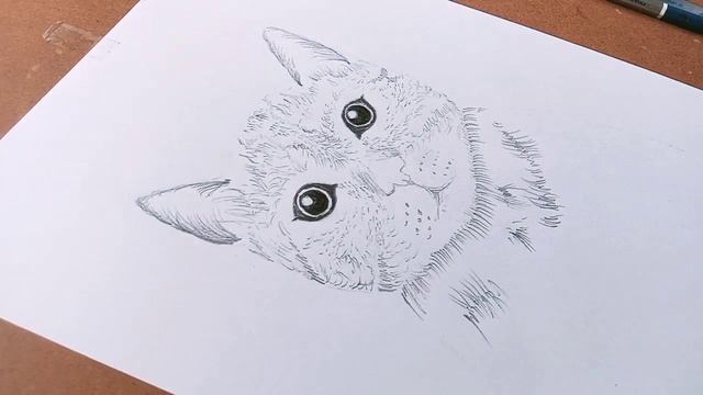 Realistic Cat Drawing // Pencil Sketch смотреть онлайн