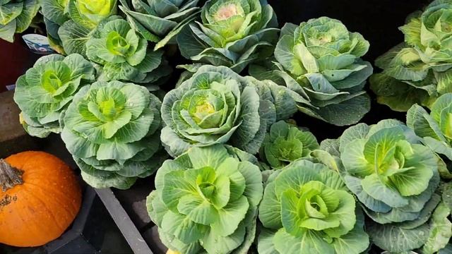 Осенняя прогулка