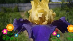 Ирис германский Джуррасик Парк. Краткий обзор, описание характеристик iris germanica Jurassic Park