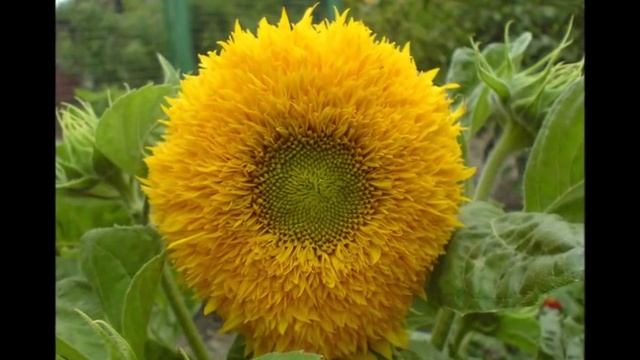 Очаровательные декоративные подсолнухи на даче смотреть онлайн