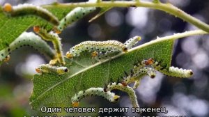 Роза Восточный экспресс