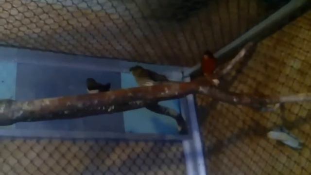 молодой кенар начинает формировать песню смотреть онлайн