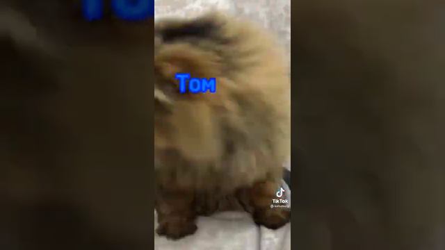 если том не любит торда почему меня любит один том в игре у её же есть парень смотреть онлайн