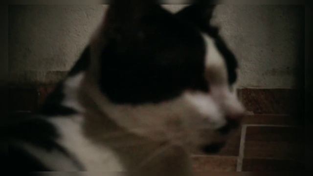 Câmera Sony Alpha 3500 - Video Test смотреть онлайн