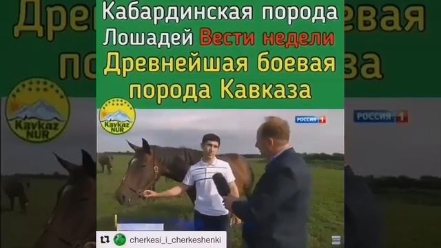 Kabardian horse breed is the oldest breed.кабардинская порода лошадей древнейшая порода смотреть онлайн