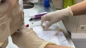 Постановка внутривенного катетера животному