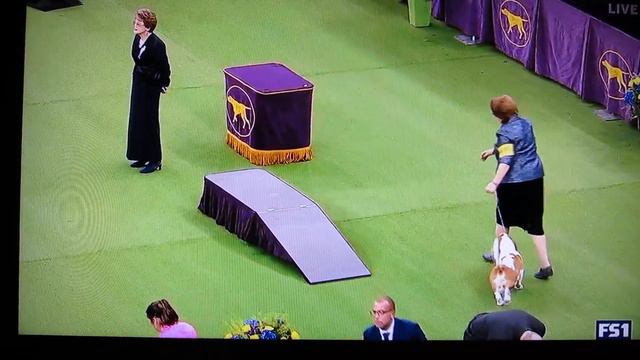 Pepe the Basset at Westminster 2019 in The Hound Group смотреть онлайн